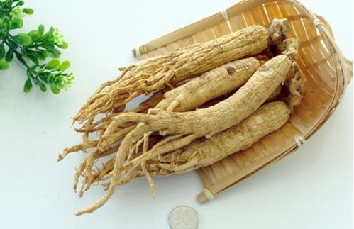 園參、林下山參與西洋參的共同點(diǎn)