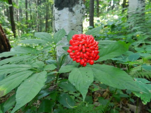 通化人參產(chǎn)業(yè)上半年綜合產(chǎn)值突破200億元，西洋參成重要增長(zhǎng)點(diǎn)