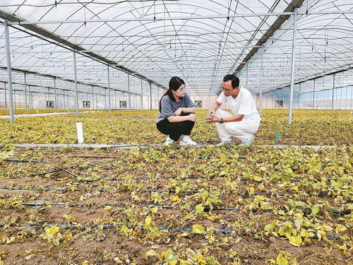 柘榮注入科技，一根參茁壯成長(zhǎng) 西洋參產(chǎn)業(yè)的現(xiàn)代轉(zhuǎn)型