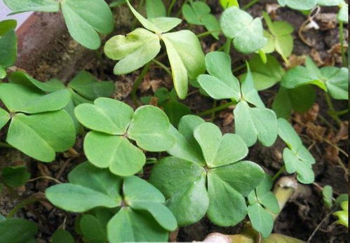 路邊盆栽藏玄機(jī)，西洋參根顯驚奇